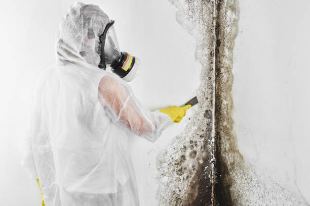 Best Attic Mold Remediation in Stuttgt, AR