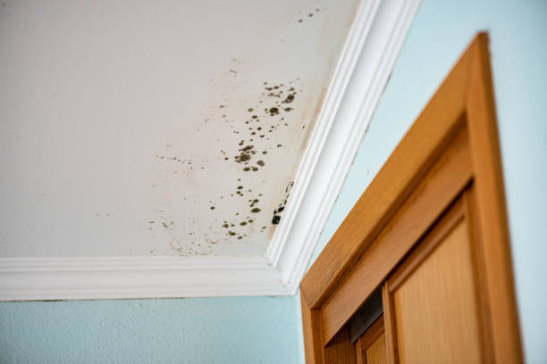 Best Kitchen Mold Remediation in Stuttgt, AR