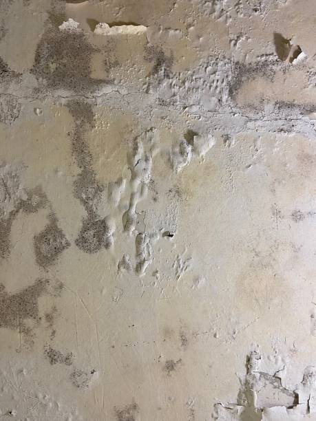 Mold Remediation for Specific Building Types