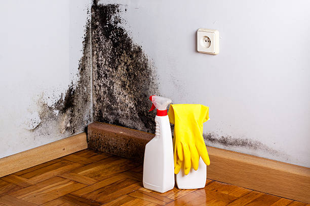 Best DIY Mold Remediation Support Services in Stuttgt, AR